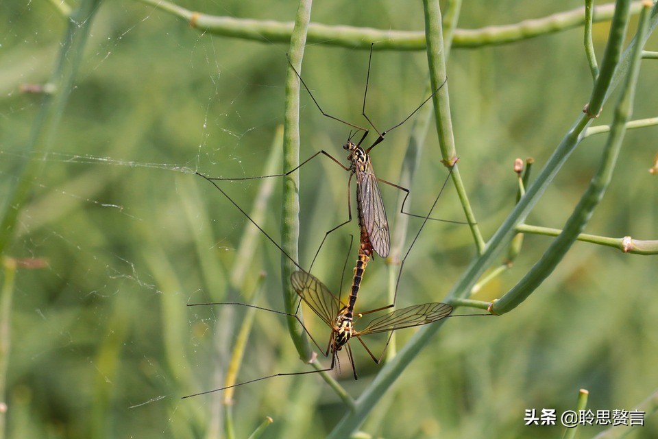 蚊子诗精选三十六首莫恨我心儿毒，只因你口儿馋