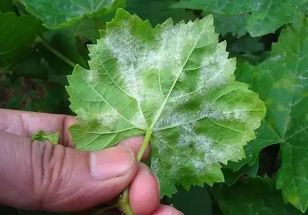 白芨病害及防治,白粉病发病规律防治措施