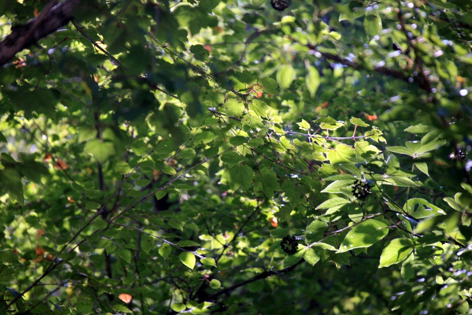 米亚罗-大美理礼县