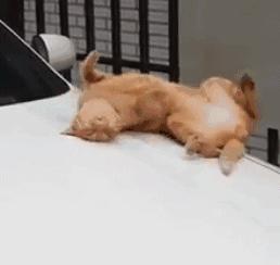 自从有了橘猫,我终于体会到什么叫“十橘九渣”!