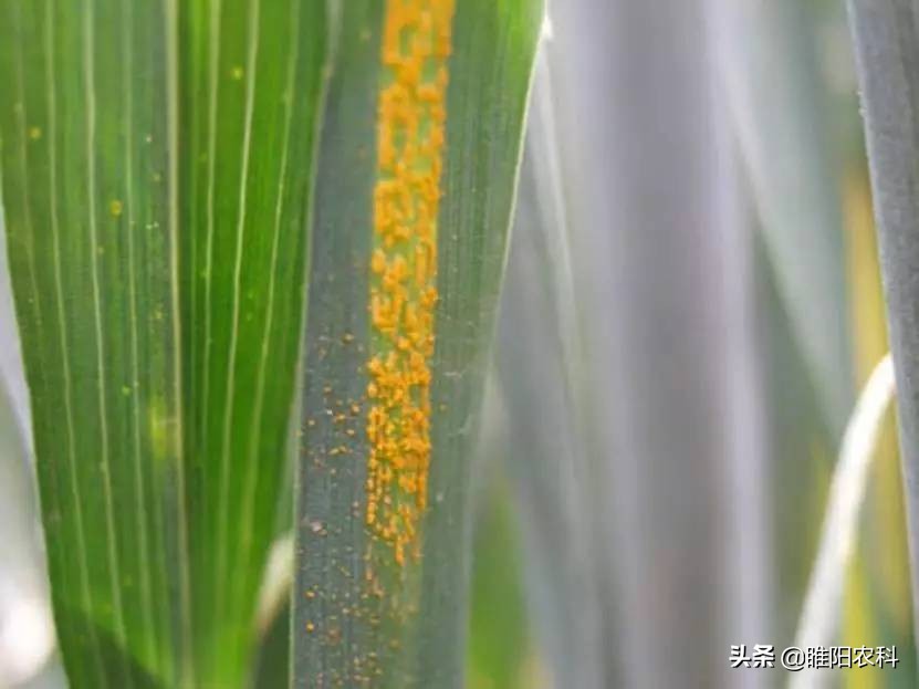 小麦条锈病流行的影响因素,小麦条锈病危害