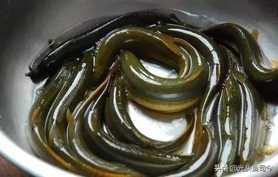 儿歌池塘里小泥鳅,池塘泥鳅儿歌