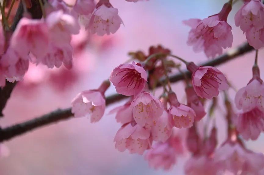 微距镜头选择最大的差异,微距镜头为什么一般是长焦