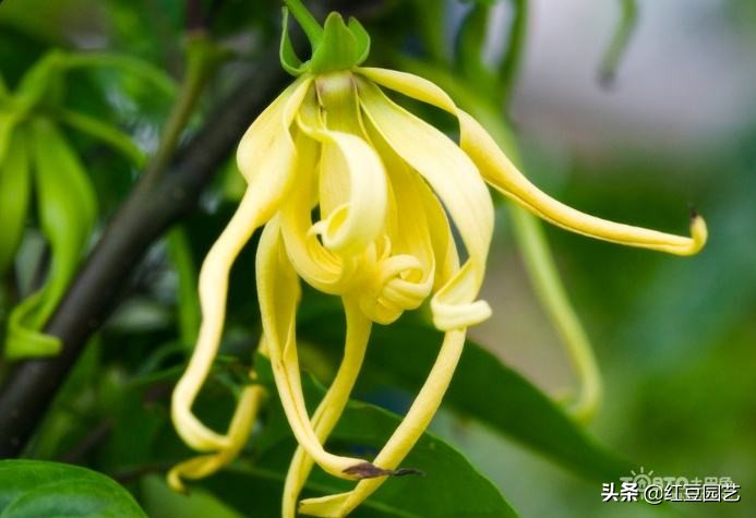 香水茉莉花冬季开花吗,法国香水茉莉花怎么养才能开花