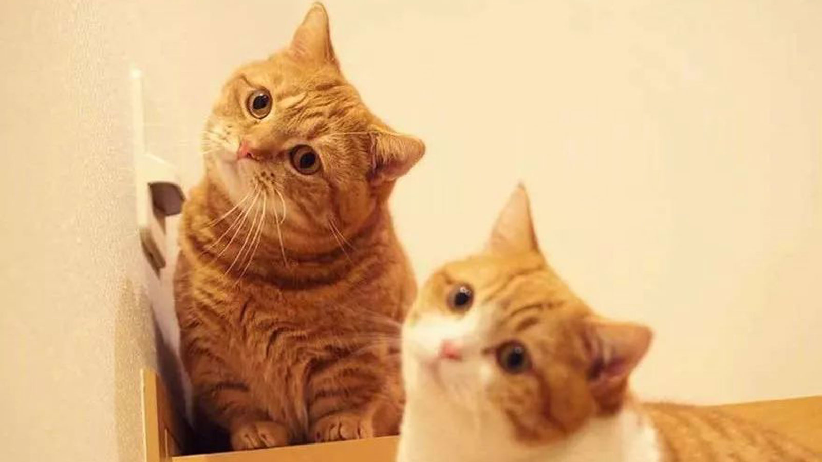 猫咪歪头站不稳什么原因,猫咪歪头站不稳是怎么回事