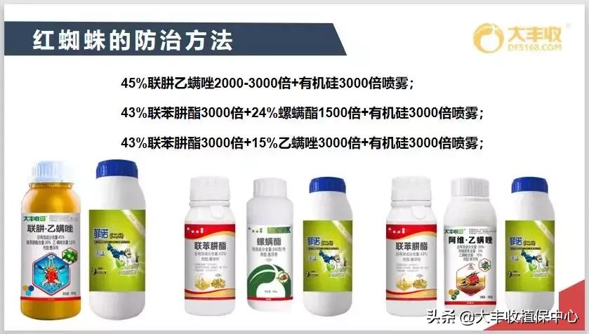 红蜘蛛物理防治妙招,红蜘蛛和壁锈虱打什么药