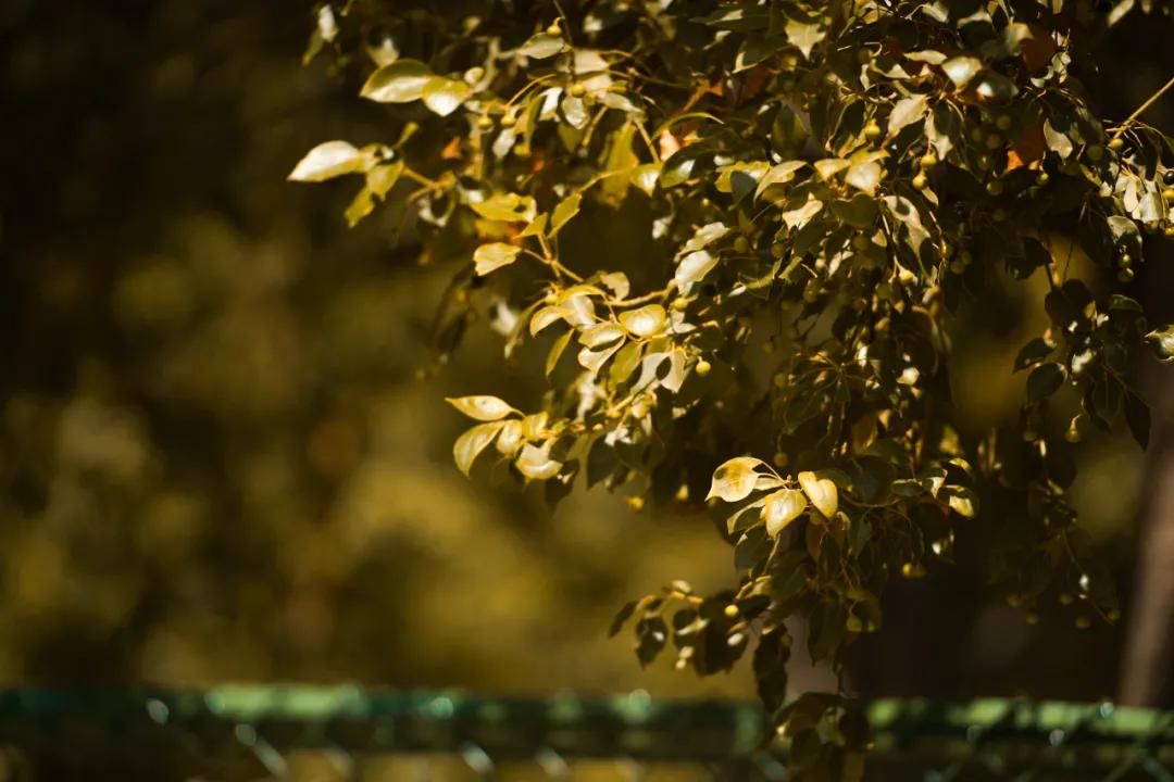 看,这是属于泉信的秋韵