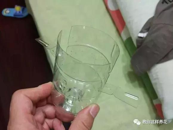 塑料瓶扔了就是扔钱！用来养花就是宝贝，看到了快捡！
