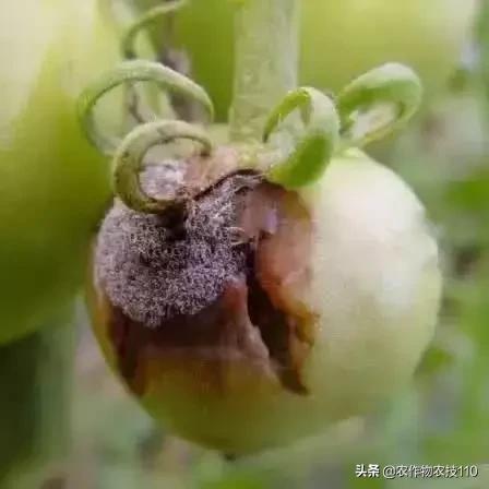 怎样预防番茄重茬,秋季阴雨天番茄病害预防