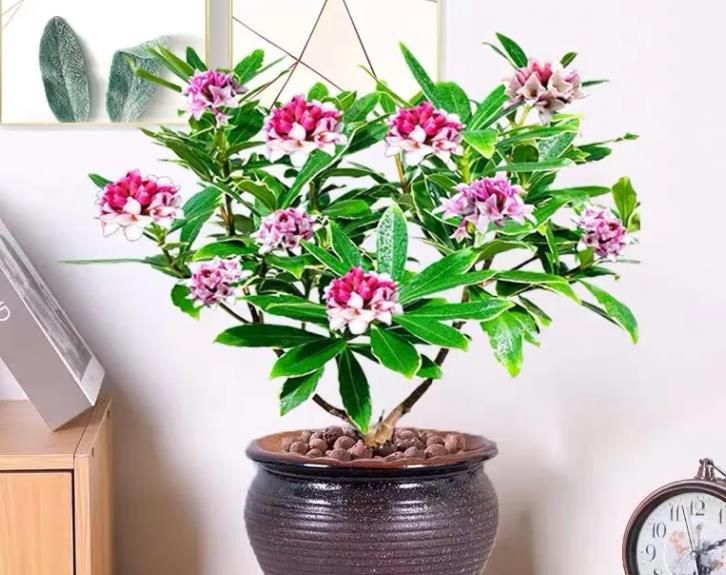 十月养什么盆栽最好,十月养这6种花建议穷养