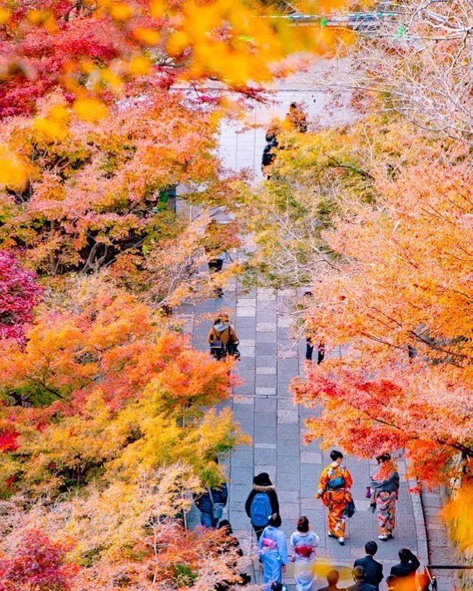 做个‘追枫少女’领略红叶之美！