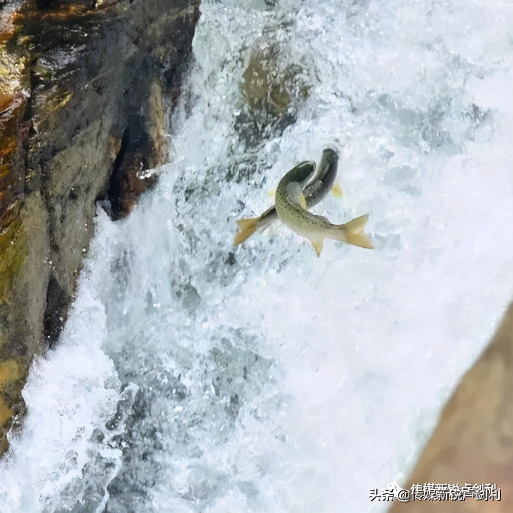 秦岭细鳞鲑科普,秦岭细鳞鲑百科介绍