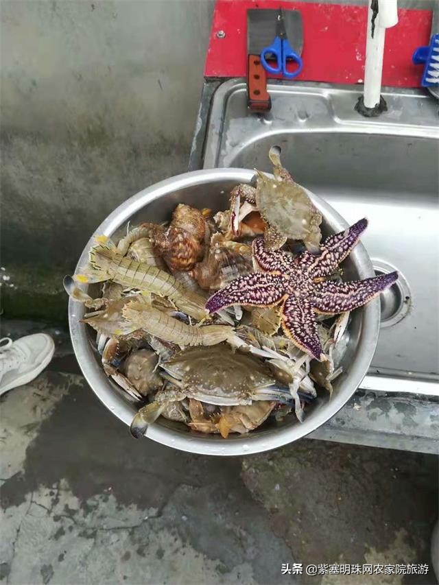 日照任家台渔海农家乐,任家台捕鱼和世帆基地哪个好