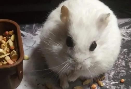 最受欢迎的10种宠物猫狗,十大最受欢迎的宠物排名