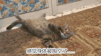 新手养猫适合养什么猫便宜,没钱养猫真的不能养吗