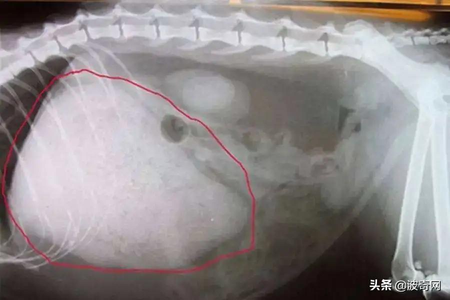 猫一直吐是什么原因引起的,母猫和小猫都呕吐是什么原因