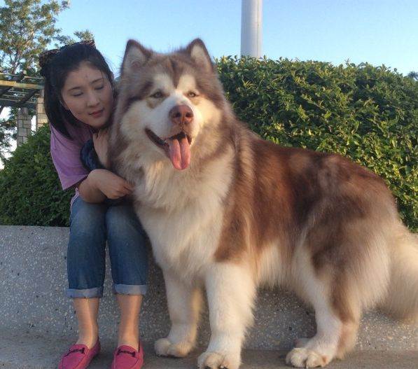 新手养狗阿拉斯加适合吗,阿拉斯加从小到大的饲养方式教程