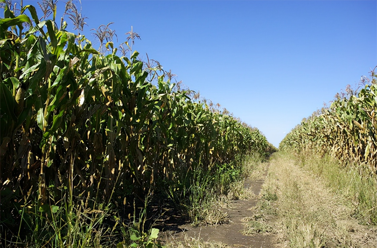 一头死猪牵出24具女尸案完整,一头死猪牵扯出24条命案