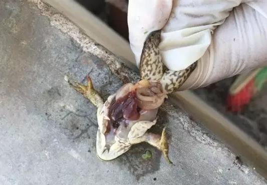 牛蛙预防腹水病,牛蛙腹水病用什么药消毒