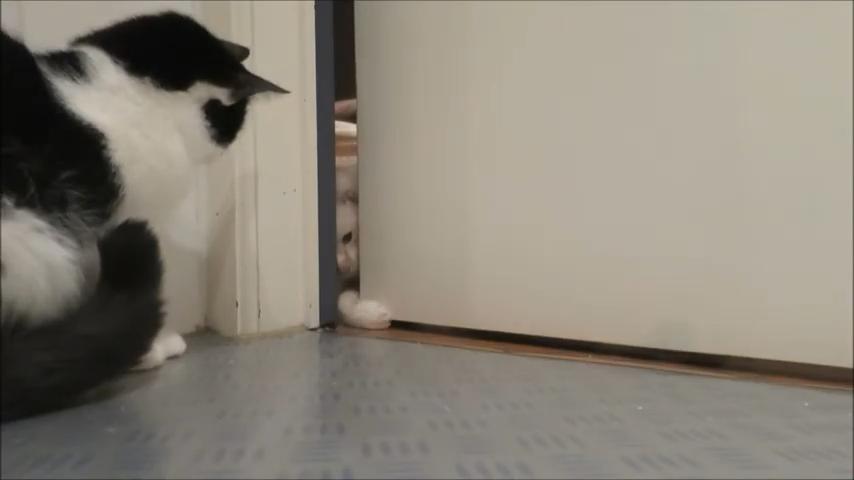 猫咪为什么喜欢坐在门口,猫咪一直跟着你喵喵叫是什么意思