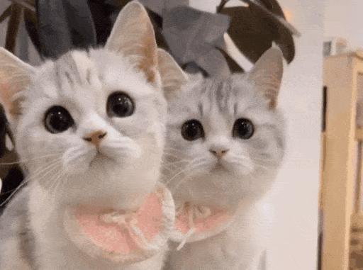 猫咪会笑吗表情,猫咪会笑