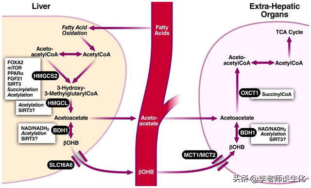 酮体代谢及酮体的多种生理功能,什么是酮体酮体有什么生理意义