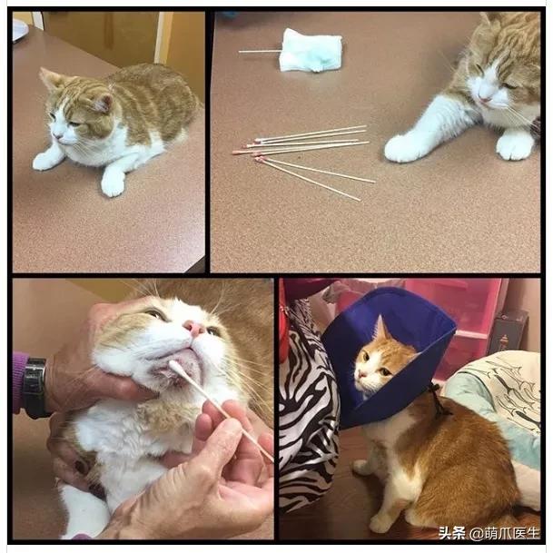 猫咪下巴长了黑头？千万别去抠，那是猫咪患上了毛囊炎的症状