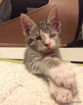 救治失明猫咪,失明猫被救助视频