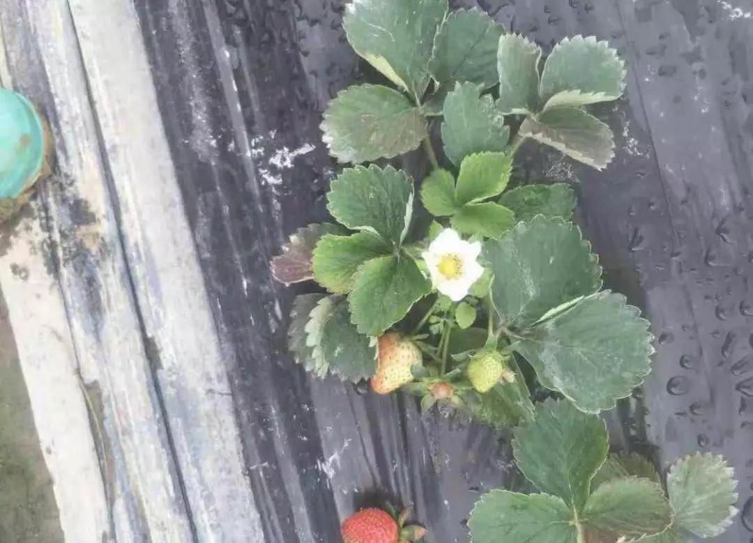 草莓红叶病最佳治疗方法,草莓突然蔫了怎么办