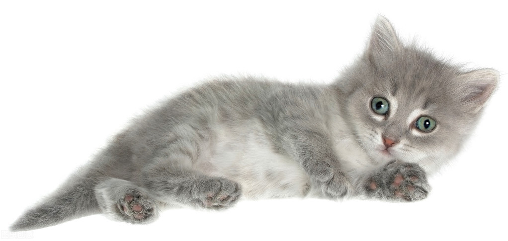 第一次买猫全过程,买猫养猫攻略新手必看