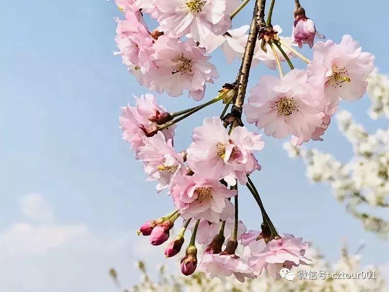 常州周末适合去哪里踏青,清明农庄亲子游攻略