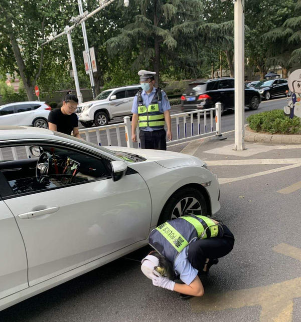 猫总是钻入汽车发动机舱如何处理,如何防止小猫钻进发动机舱