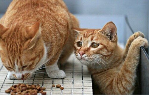 别害怕！你爱吃的油条里都添加些啥？油条里的那些事儿（一）