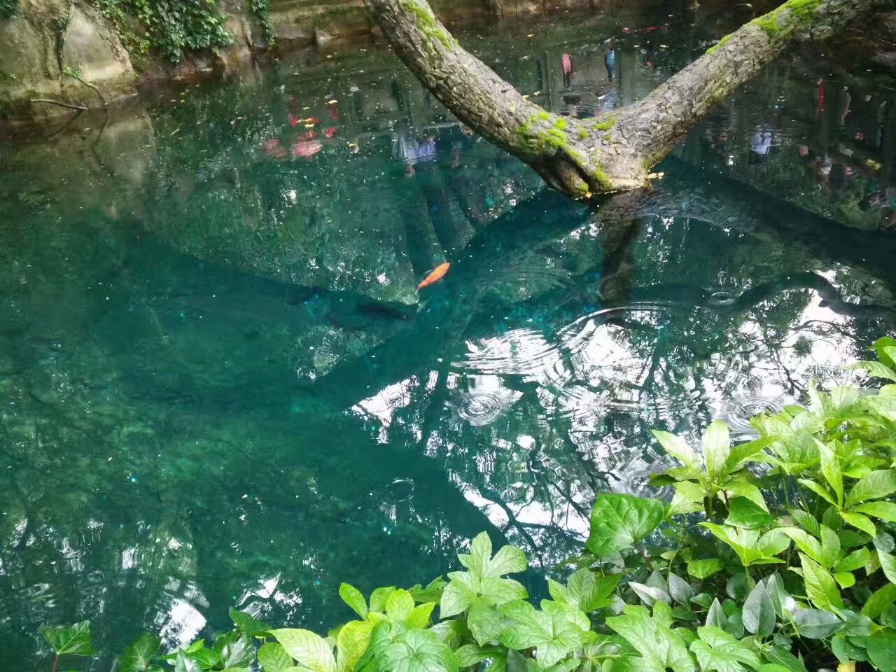 云南贵州之旅,云南蝴蝶泉之游