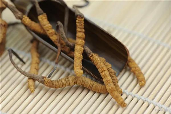 人工培育冬虫夏草价格,怎样区别人工种植的冬虫夏草