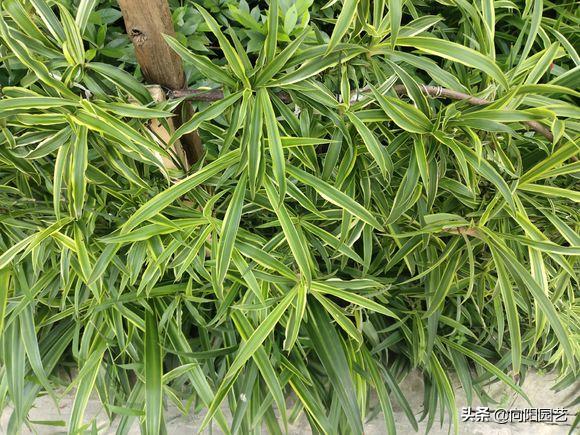 新房装修去除甲醛养什么植物,新装修房子放什么植物除甲醛好