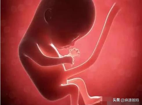 胎儿的性别是由基因决定的吗,胎儿性别如何决定