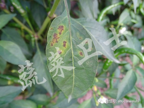 辣椒苗期病毒病的防治,辣椒蓟马花叶病