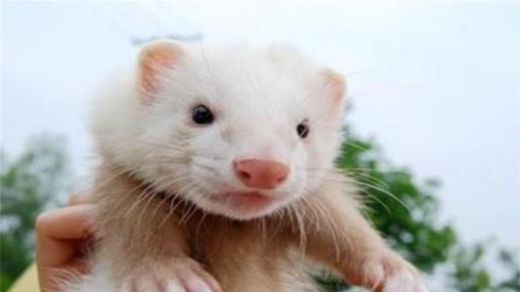 宠物貂可以活多少年,宠物貂能活多少年