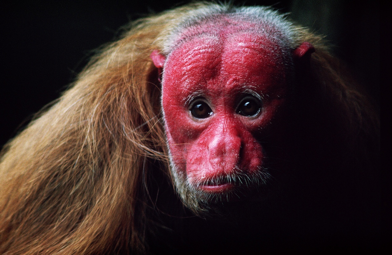 动物也会脱发秃顶吗,动物为什么不脱发