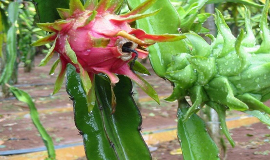火龙果种植栽培技术,火龙果种植栽培技术与管理