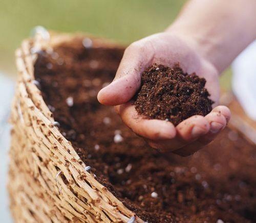 大丽花养护方法和注意事项,大丽花根系适合深盆还是浅盆