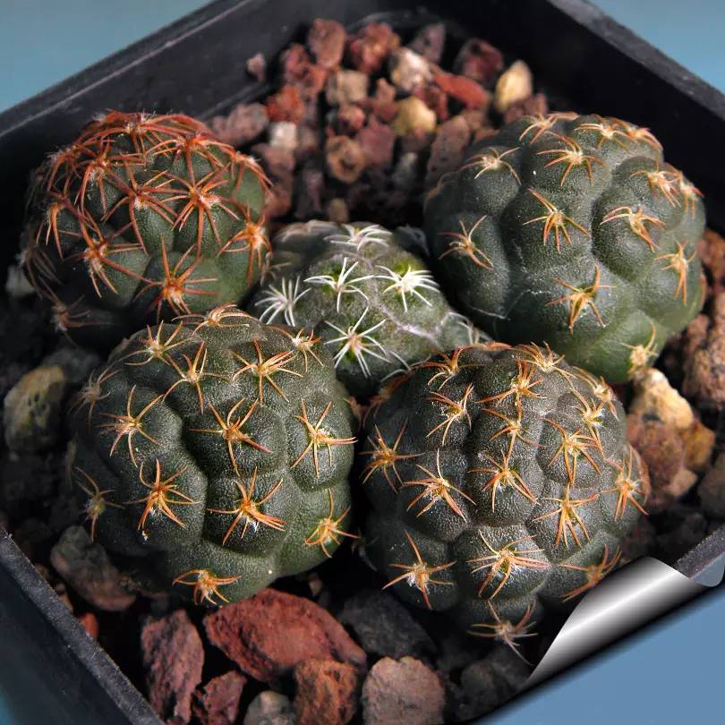 足球团扇图片,足球团扇学名