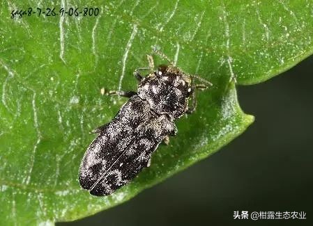 柑橘种植技术及病虫防治,种柑主要病虫害