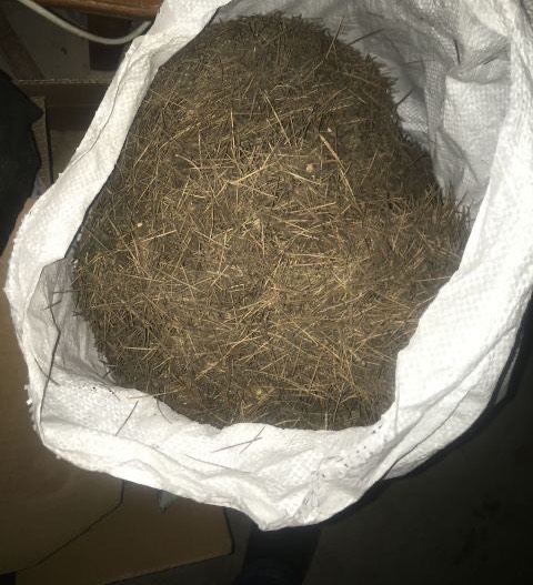 君子兰开花期叶子薄黄怎么养护,君子兰不开花应该怎么养才能开花