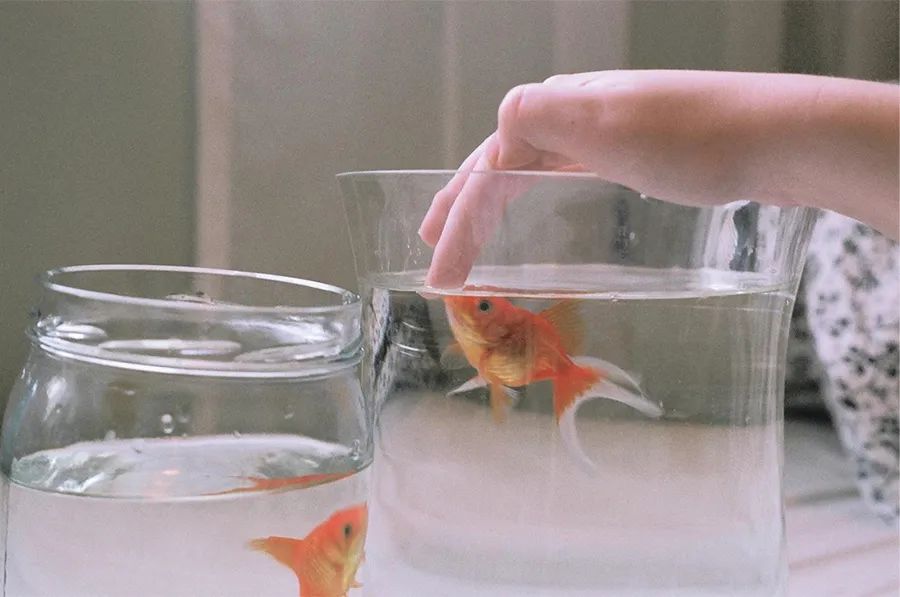 画金鱼儿童画,儿童画教程大全简单漂亮的花