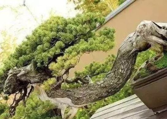 世界上最高贵最漂亮的花,世界上最名贵的花