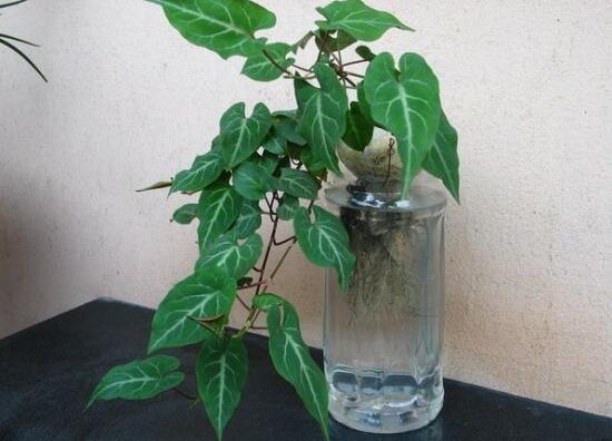 水培常春藤方法和注意事项有哪些,常春藤土培转水培怎么种