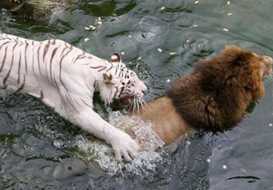 动物园内老虎被狮子撕咬过程,动物园老虎被3只狮子围攻致死