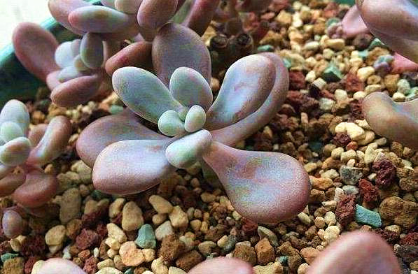 桃蛋的根部干瘪是怎么回事,桃蛋叶子干瘪了脱落怎么回事